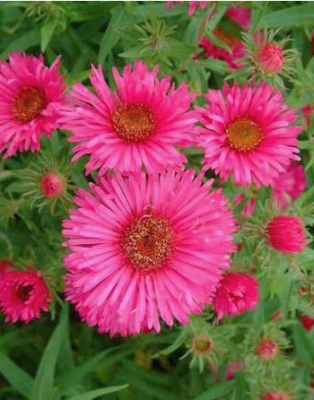 Aster novae-angliae Andeken an Alma Potschke